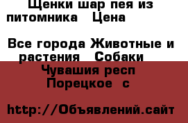 Щенки шар-пея из питомника › Цена ­ 15 000 - Все города Животные и растения » Собаки   . Чувашия респ.,Порецкое. с.